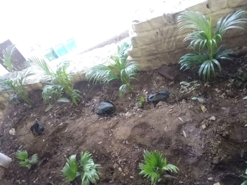 Plantation at Pahari Mandir